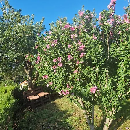 Perla * Maslenica
